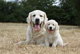 GOLDEN RETRIEVER 711